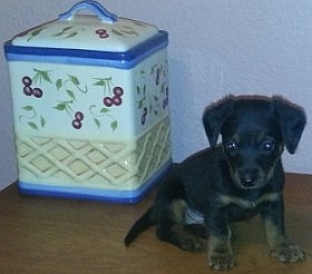 Ginger at 8 weeks