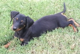 Ginger at 4 months